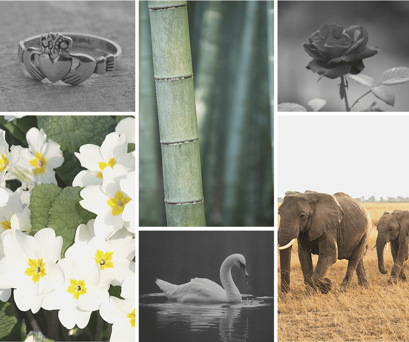 Collage of symbols of love, including Claddagh ring, rose, bamboo, swan, primrose, and elephants